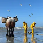 Cosy Dunes - Design *